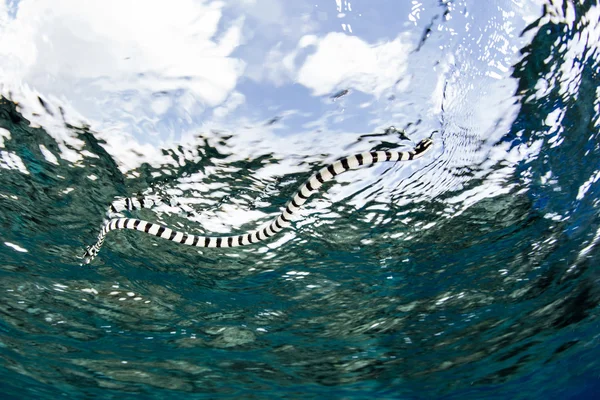 Pruhovaný mořský had — Stock fotografie