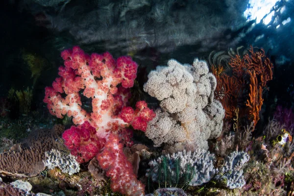 라자 암파에서 아름다운 부드러운 산호 — 스톡 사진