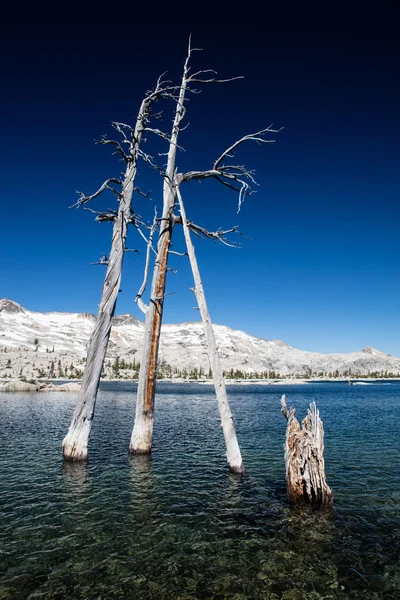 Arbres morts dans Sierra Nevada Mountain Lake — Photo