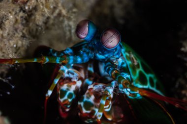 Tavus kuşu mantis karides