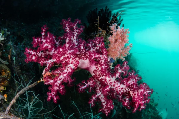 Vibrující měkkých korálů v Raja Ampat — Stock fotografie