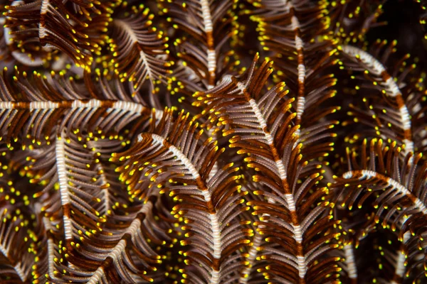 Detalle de Armas Crinoides en Arrecife en Indonesia — Foto de Stock