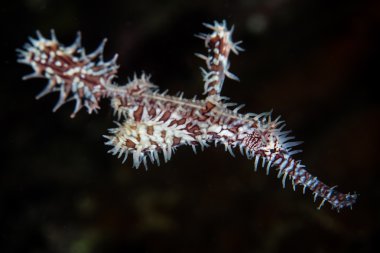 süslü hayalet pipefish