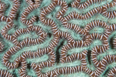 Resif Bina Mercan Detay