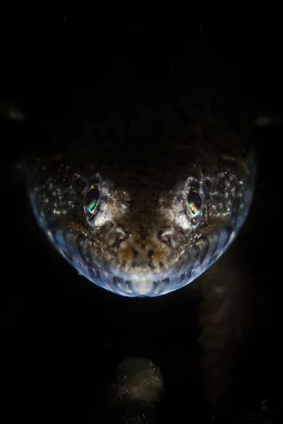 Yırtıcı Lizarfish yüz — Stok fotoğraf