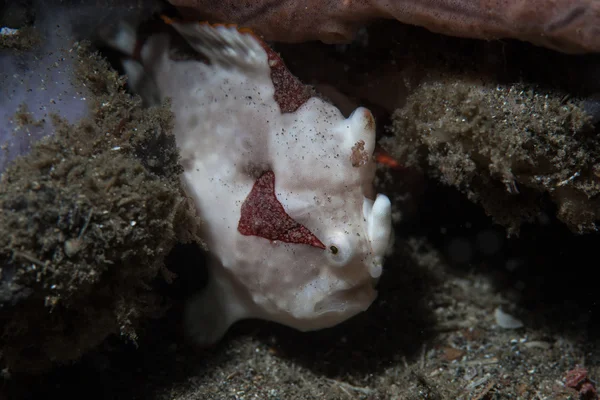 Frogfish in Lembeh Strait — Stockfoto