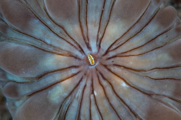 详细的珊瑚虫在 Raja Ampat,印度尼西亚。这个热带地区以其高的海洋生物多样性和美丽、 健康的珊瑚礁闻名。偏远地区是一个受欢迎的目的地为水肺潜水和浮潜的游客. — 图库图片 珊瑚息肉摘要 — 图库照片