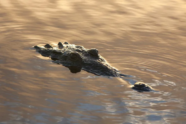 美国鳄鱼堆焊在礁湖 — 图库照片