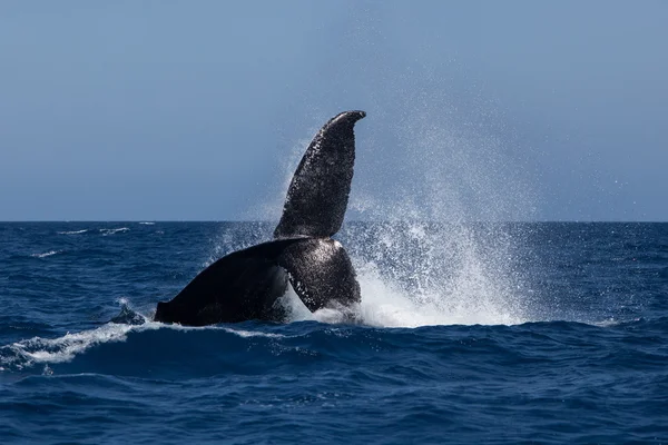 Hosszúszárnyú bálna dobott farok — Stock Fotó