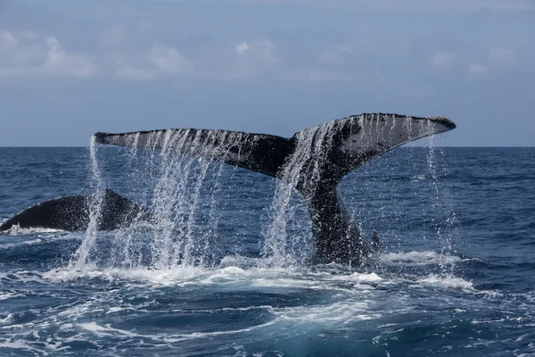 Humpback Whale Tail kapiącą wodą — Zdjęcie stockowe