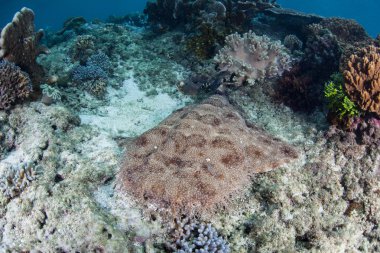 Raja Ampat tasselled Wobbegong Köpekbalığı