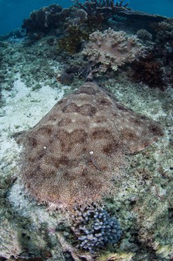 Raja Ampat tasselled Wobbegong Köpekbalığı