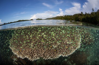 Sığ Mercan Resifi ve Damselfish