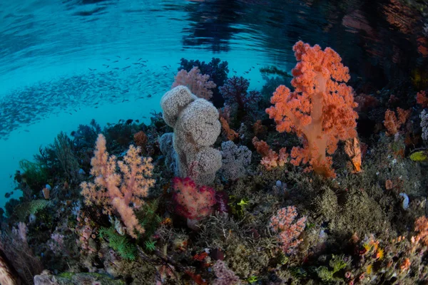Capa marinha tropical colorida — Fotografia de Stock