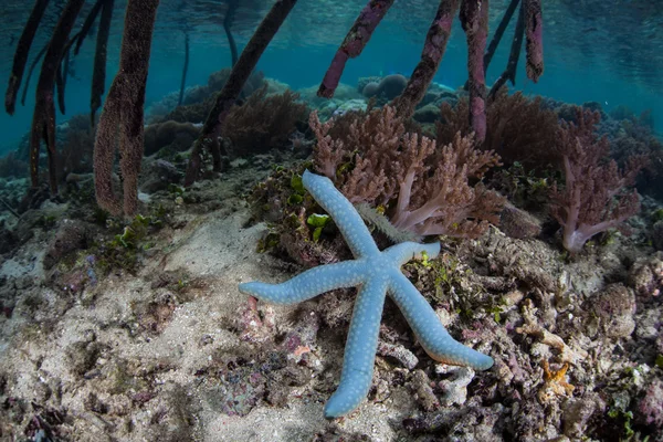 Estrella de mar azul en el borde del manglar en Raja Ampat — Foto de Stock