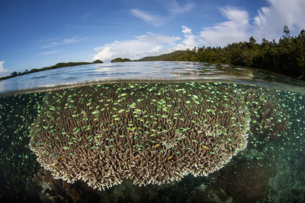 Płytkie rafy koralowe i damselfish — Zdjęcie stockowe