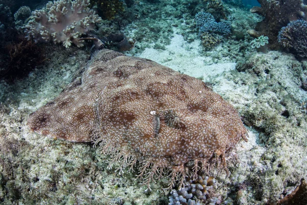 Raja Ampat Deniz Tabanında Tasselled Wobbegong Shark