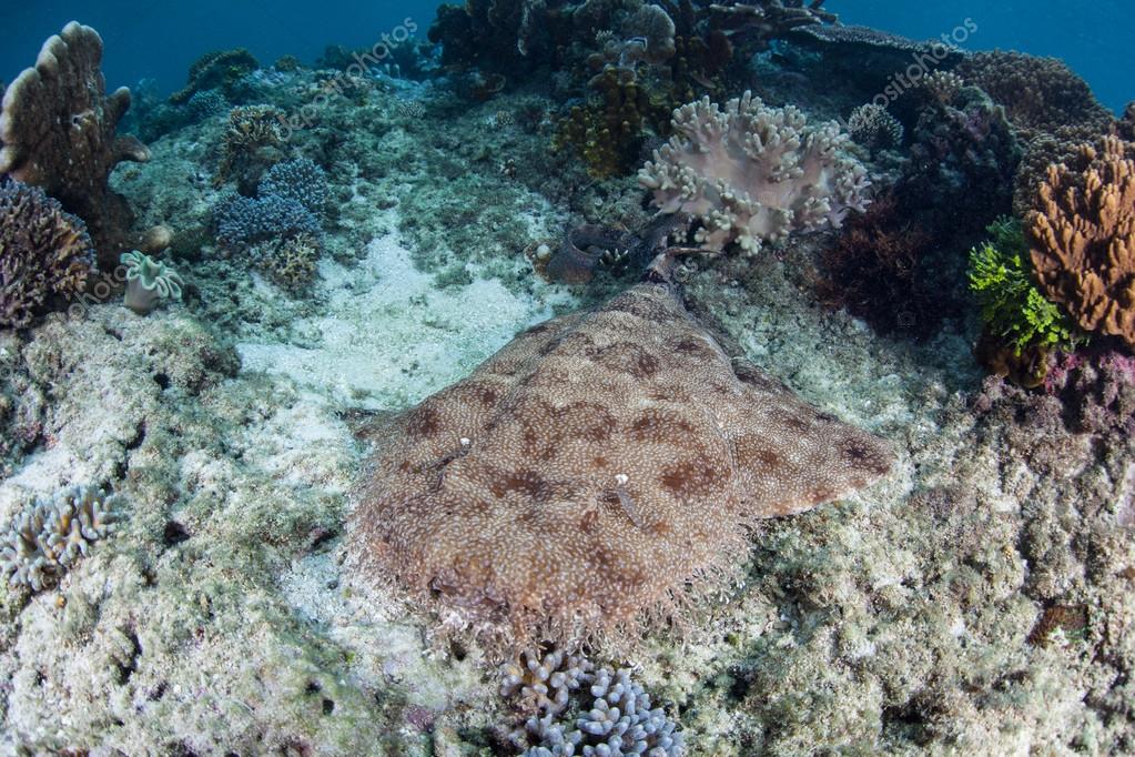 Tasselled Wobbegong Shark - Tasseled Wobbegong Shark Eucrossorhinus Dasypogon Print 18061258, Sign up for free today!