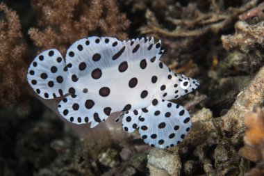 Endonezya'da Juvenil Barramundi Morina