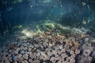 Mercan ve mangrov orman Raja Ampat içinde