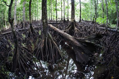 Mangrov orman düşük Tide at