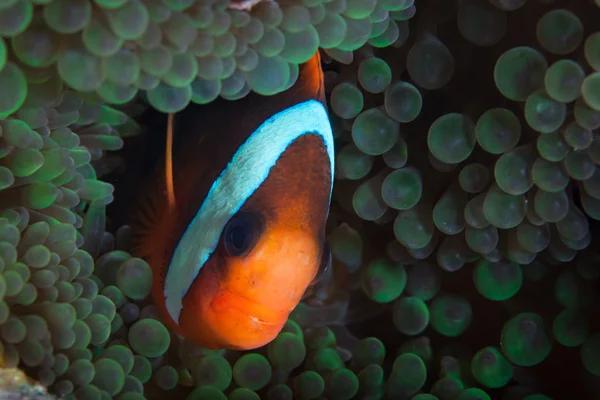 Anemonefish vermelho e preto — Fotografia de Stock