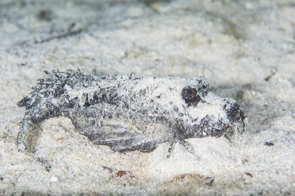 Spiny Devilfish sul fondale sabbioso — Foto Stock