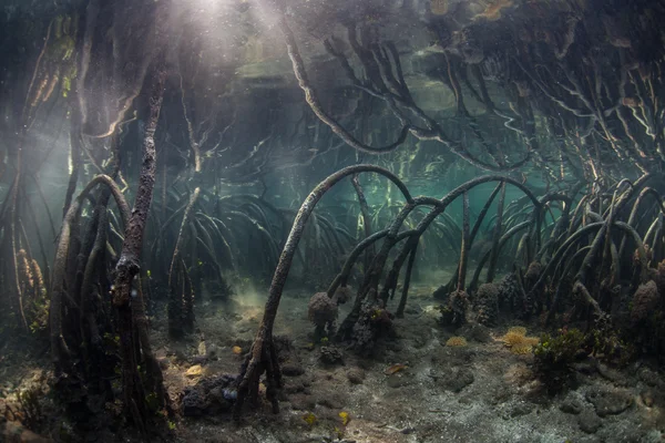 Mangrove juuret rauhallisessa vedessä — kuvapankkivalokuva