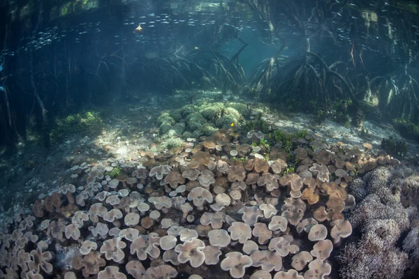 Κοράλλια και μαγγρόβιο δάσος στον Raja Ampat — Φωτογραφία Αρχείου