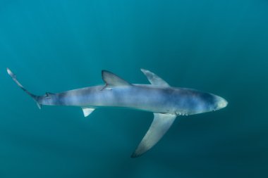 Blue Shark in Depths of Ocean clipart