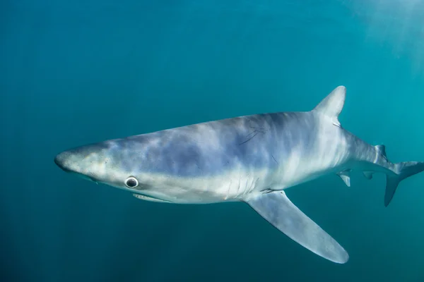 Tiburón azul en aguas poco profundas — Foto de Stock