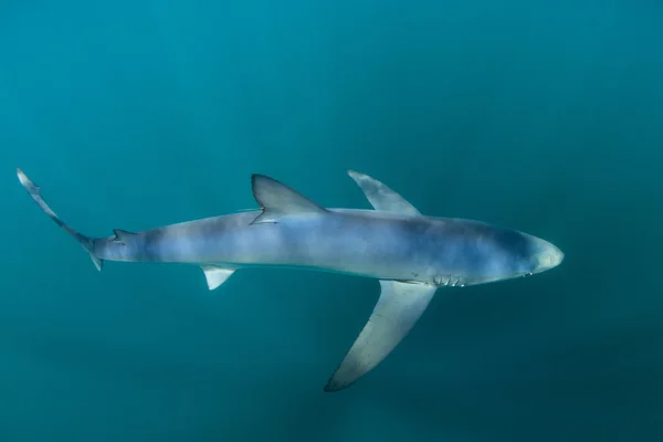 Tubarão azul nas profundezas do oceano — Fotografia de Stock