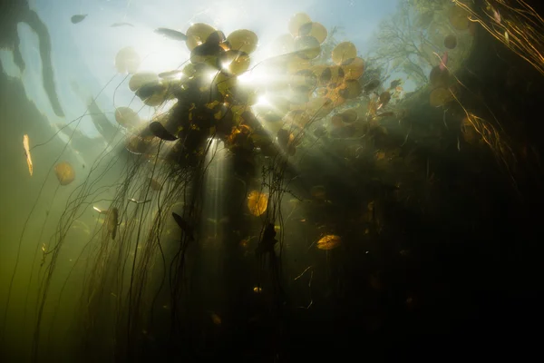 Lumière du soleil éclatante et paysages d'étang sous-marin — Photo