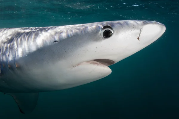 Blue Shark in Shallow Water — Stock Photo, Image