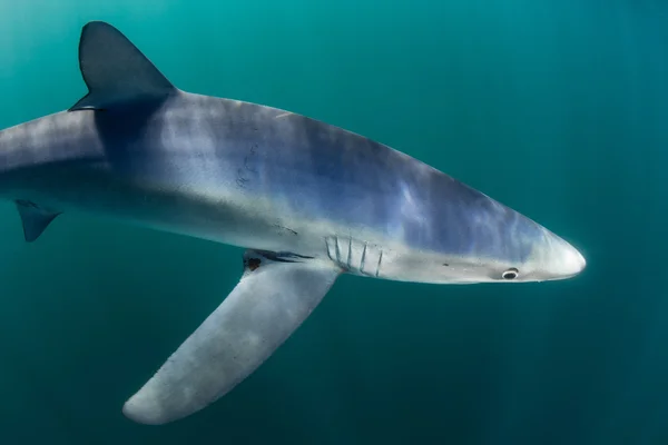 Tiburón azul con aletas pectorales largas — Foto de Stock