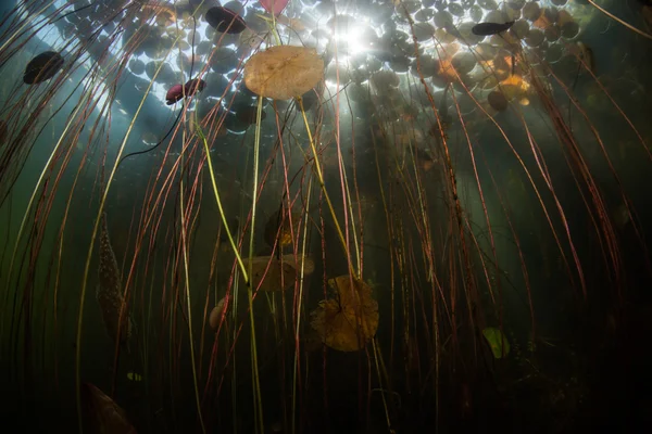 Selva subaquática no lago de água doce — Fotografia de Stock