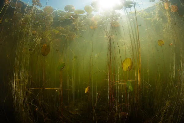 Güneş ışığı ve zambak yastıkları göl — Stok fotoğraf