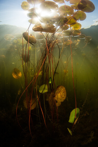 Underwater Scenery in Freshwater Pond in New England