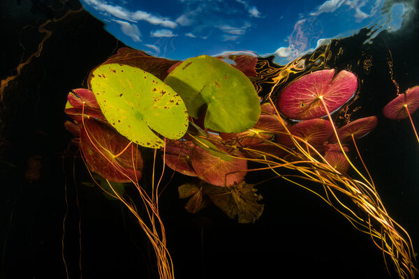 Lily Pads and New England Lake