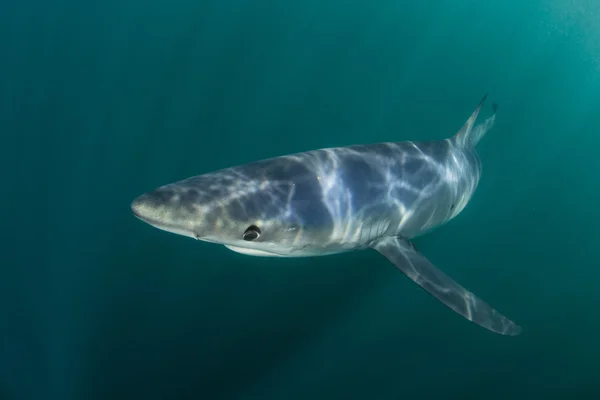 Žralok modravý a sluneční světlo — Stock fotografie