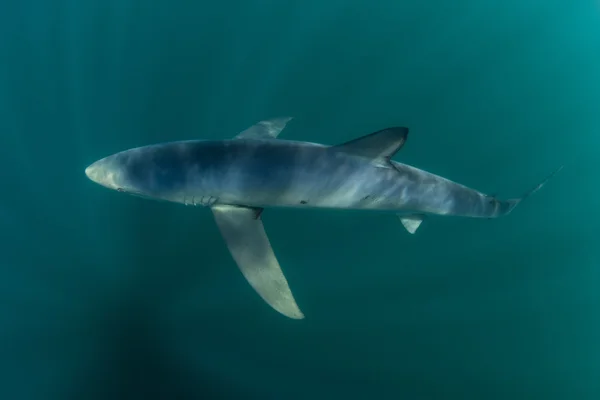 Tiburón azul en el Océano Atlántico — Foto de Stock
