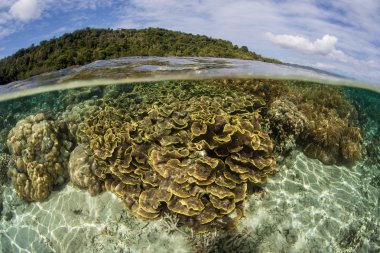 Endonezya sığ mercan