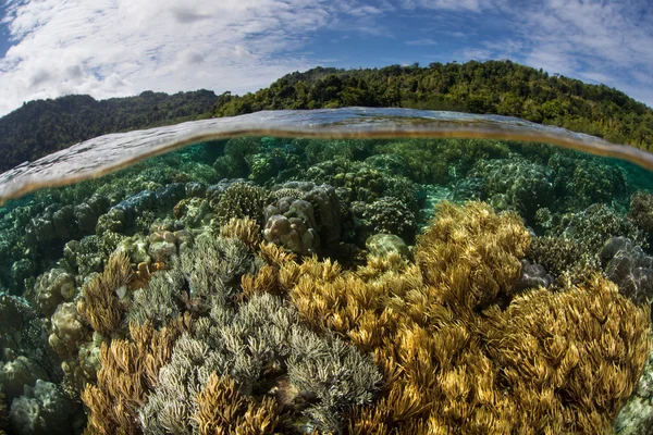 Biodiverse mercan resif sığ suda