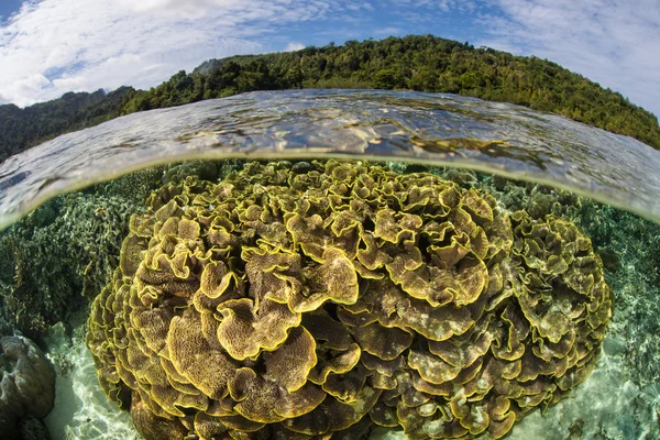 Arrecife de coral poco profundo cerca de Ambon, Indonesia —  Fotos de Stock