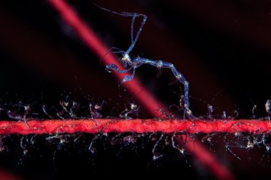 Gorgonian üzerinde iskelet karides