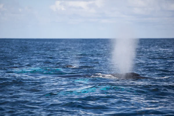 Bultrug walvissen waait op oppervlak — Stockfoto