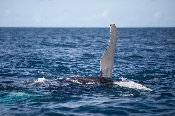 Aleta pectoral de ballena jorobada — Foto de Stock