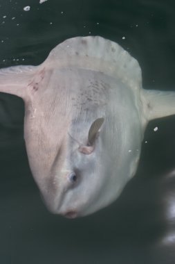 Mola Mola, okyanus yüzeyinin