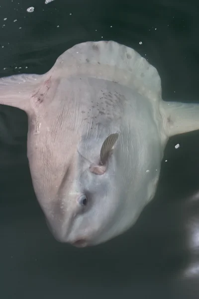 海の表面でマンボウ — ストック写真