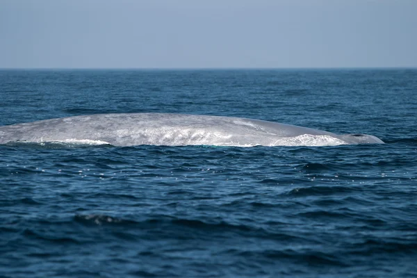 Ballena Azul en el Océano Pacífico — Foto de Stock